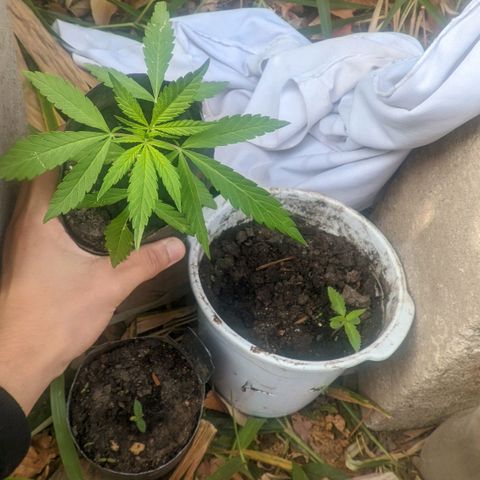 Prensado growlog photo: As3