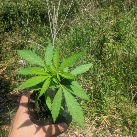 Prensado growlog photo: 21 dias de planta 27 folhas 