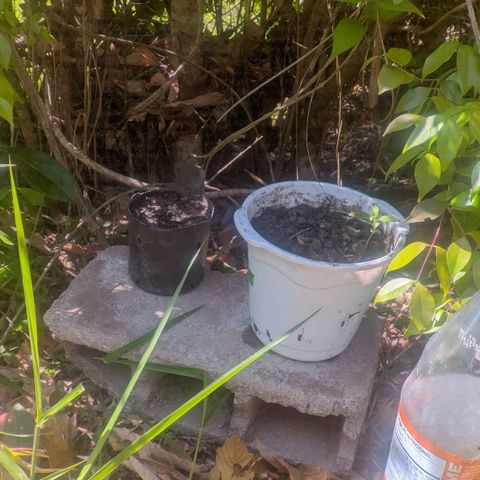 Prensado growlog timeline photo