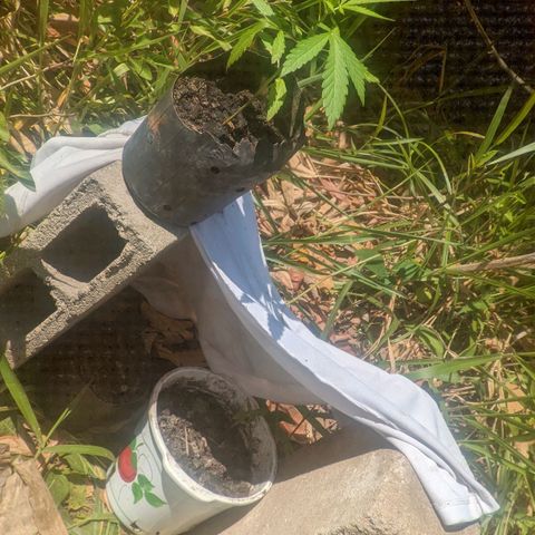 Prensado growlog timeline photo