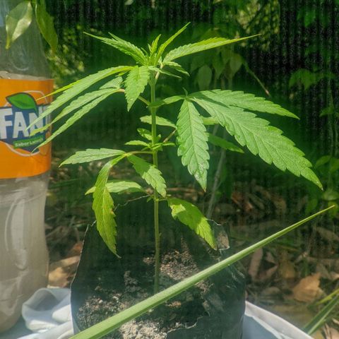 Prensado growlog photo: 22 dias de planta 30 folhas 