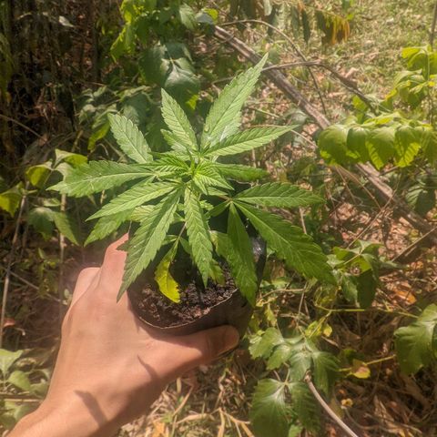 Prensado growlog photo: 22 dias de planta 30 folhas 