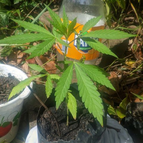 Prensado growlog photo: 23 dias de planta 37 folhas 