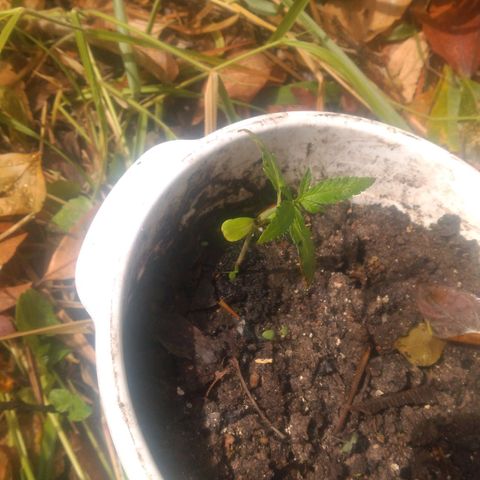 Prensado growlog photo: Não sei quantos dias ela está.