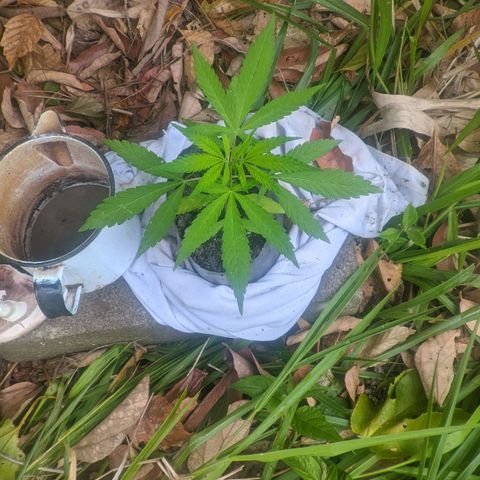 Prensado growlog photo: 25 dias de planta 