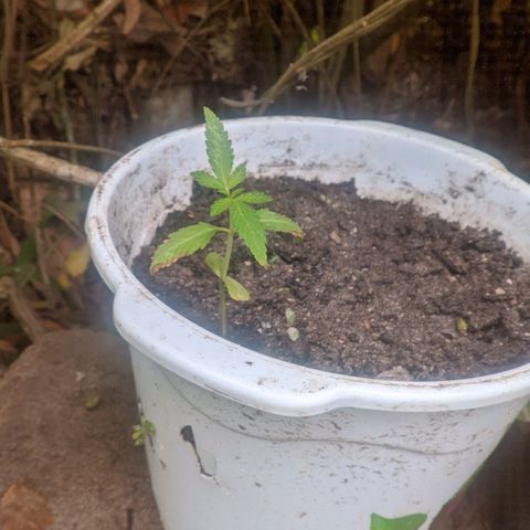 Prensado growlog photo: Não sei quantos dias.