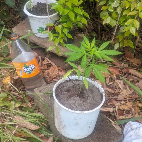 Prensado growlog photo: Mudei de vaso dia 24 de setembro.