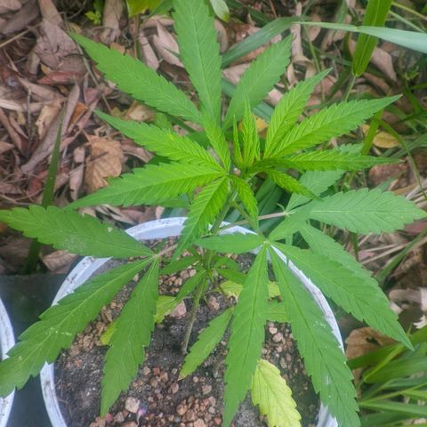 Prensado growlog photo: 26 dias de planta 