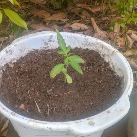 Prensado growlog photo: Indo..