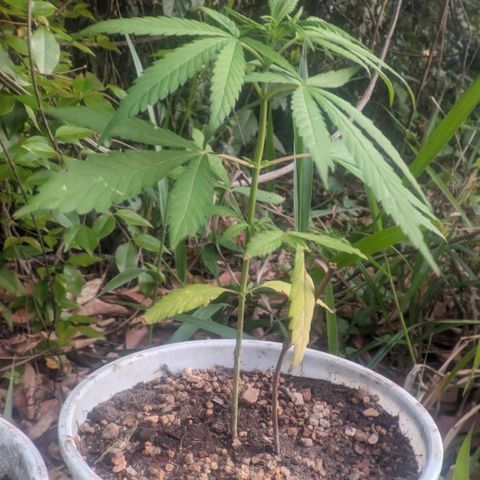 Prensado growlog photo: 28 dias de planta