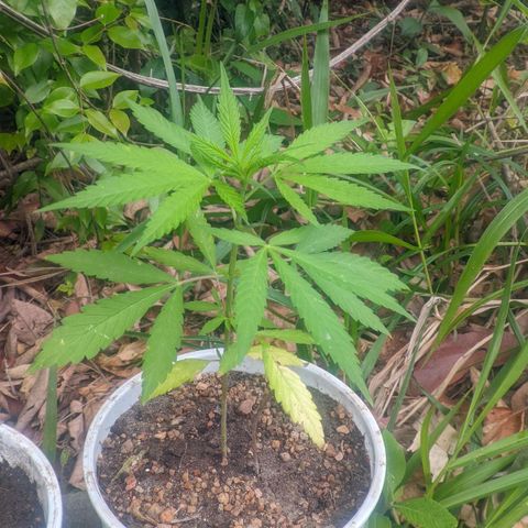 Prensado growlog photo: 29 dias de planta