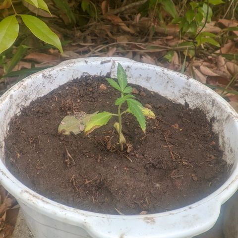 Prensado growlog photo: Tô achando q ela vai morrer kkk