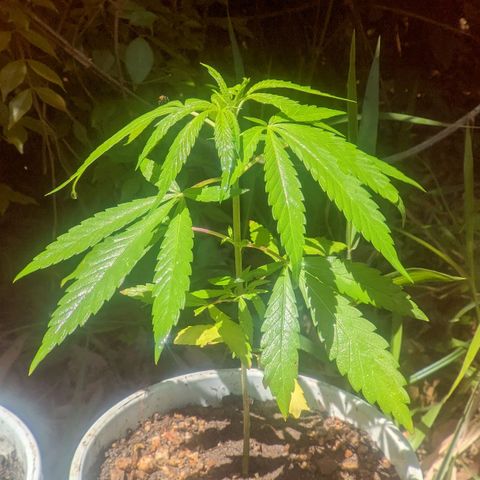 Prensado growlog photo: 1 mes de planta