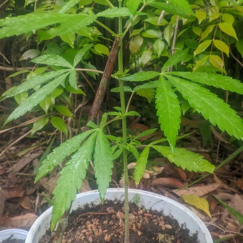 Prensado growlog photo: 1 mes e 2 dias de planta