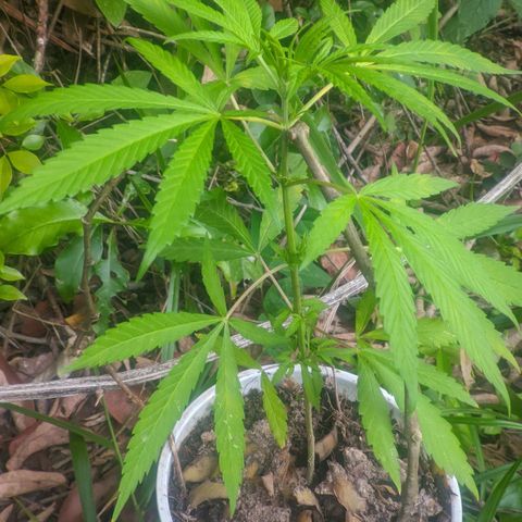 Prensado growlog photo: 1 mes e 4 dias de planta 