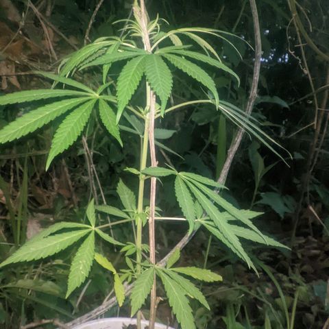 Prensado growlog photo: 1 mes e 10 dias de planta