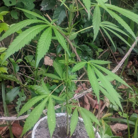 Prensado growlog photo: 1 mes e 11 dias de planta.