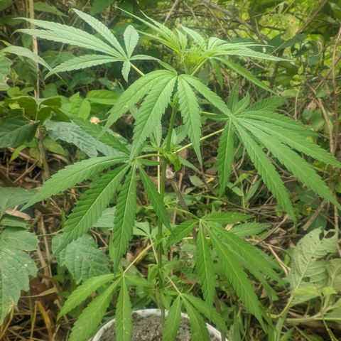 Prensado growlog photo: 1 mes e 12 dias de planta