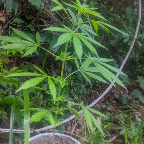 Prensado growlog photo: 1 mes e 13 dias de planta