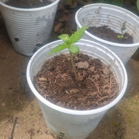 Prensado growlog timeline photo