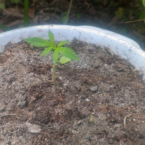 Prensado growlog timeline photo