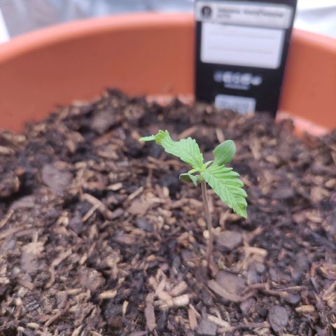 Weeedi growlog timeline photo