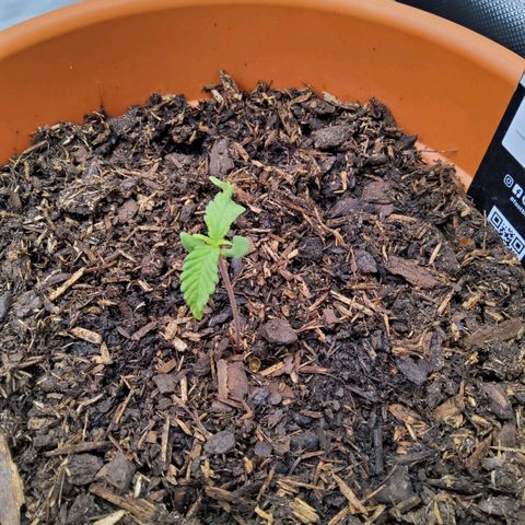 Weeedi growlog timeline photo