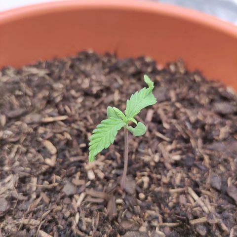 Weeedi growlog timeline photo