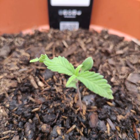 Weeedi growlog timeline photo