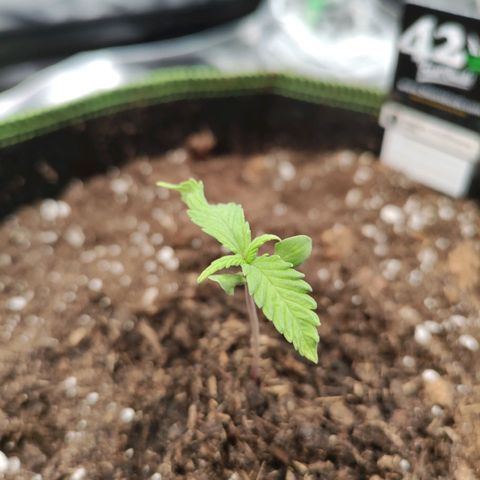 Weeedi growlog photo: Emergency soil change.. 