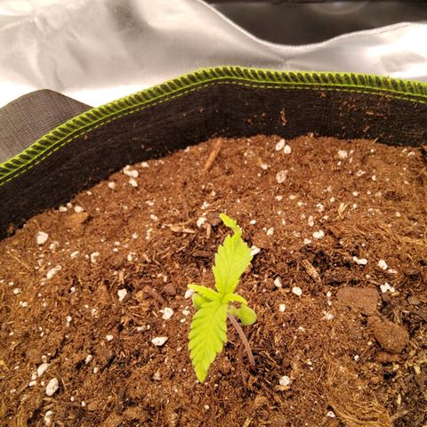 Weeedi growlog timeline photo
