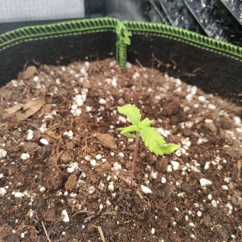 Weeedi growlog timeline photo