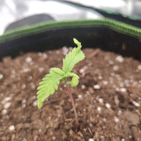 Weeedi growlog timeline photo