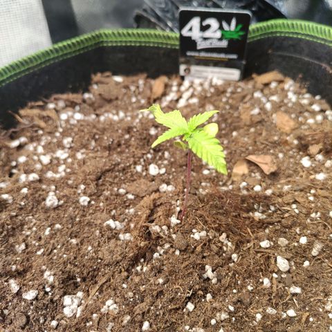 Weeedi growlog timeline photo