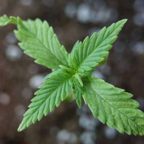 Weeedi growlog timeline photo