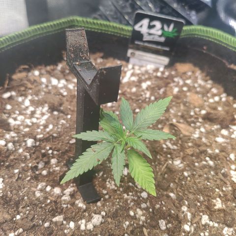Weeedi growlog timeline photo