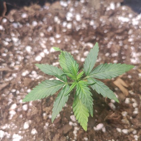 Weeedi growlog timeline photo