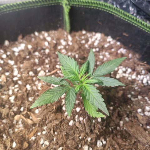Weeedi growlog timeline photo