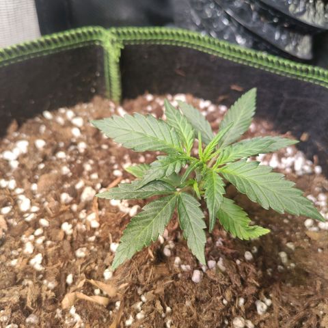 Weeedi growlog timeline photo