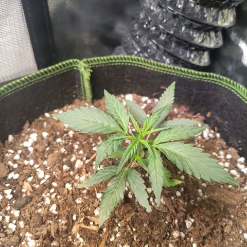 Weeedi growlog timeline photo