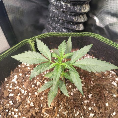 Weeedi growlog timeline photo