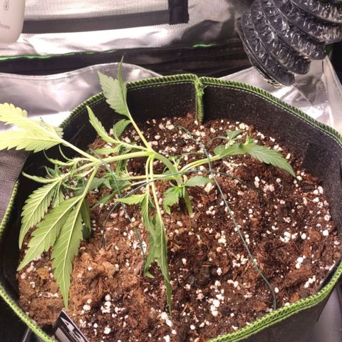 Weeedi growlog timeline photo