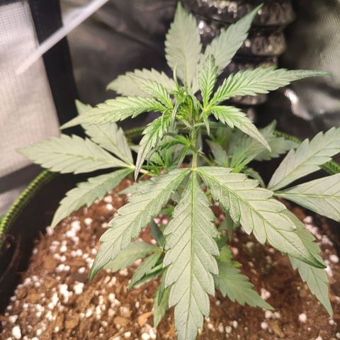 Weeedi growlog timeline photo