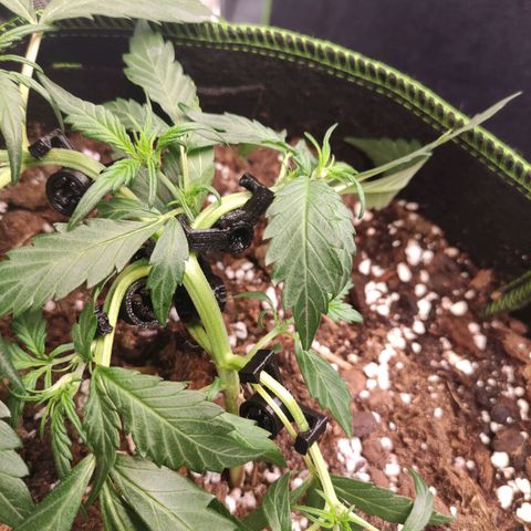 Weeedi growlog timeline photo