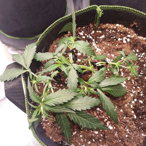 Weeedi growlog timeline photo
