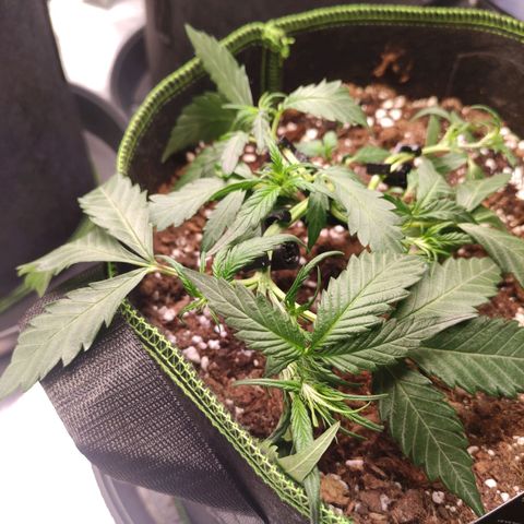 Weeedi growlog timeline photo