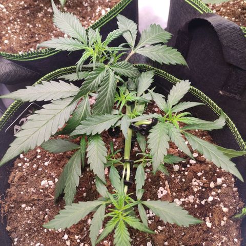 Weeedi growlog timeline photo