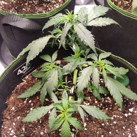 Weeedi growlog timeline photo