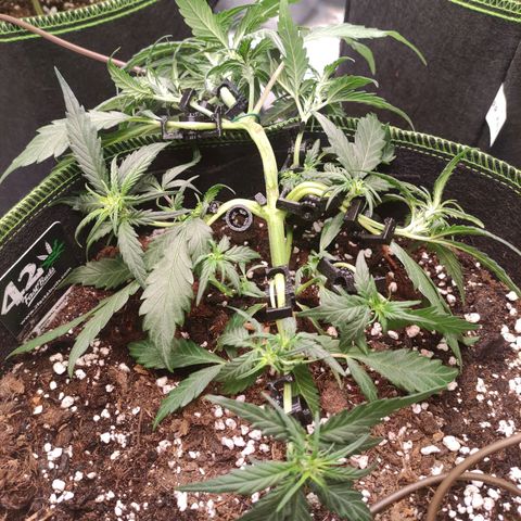 Weeedi growlog timeline photo