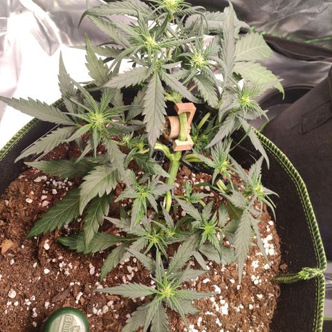 Weeedi growlog timeline photo
